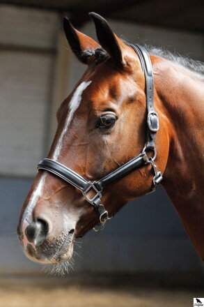 Používanie ohlávok pre kone