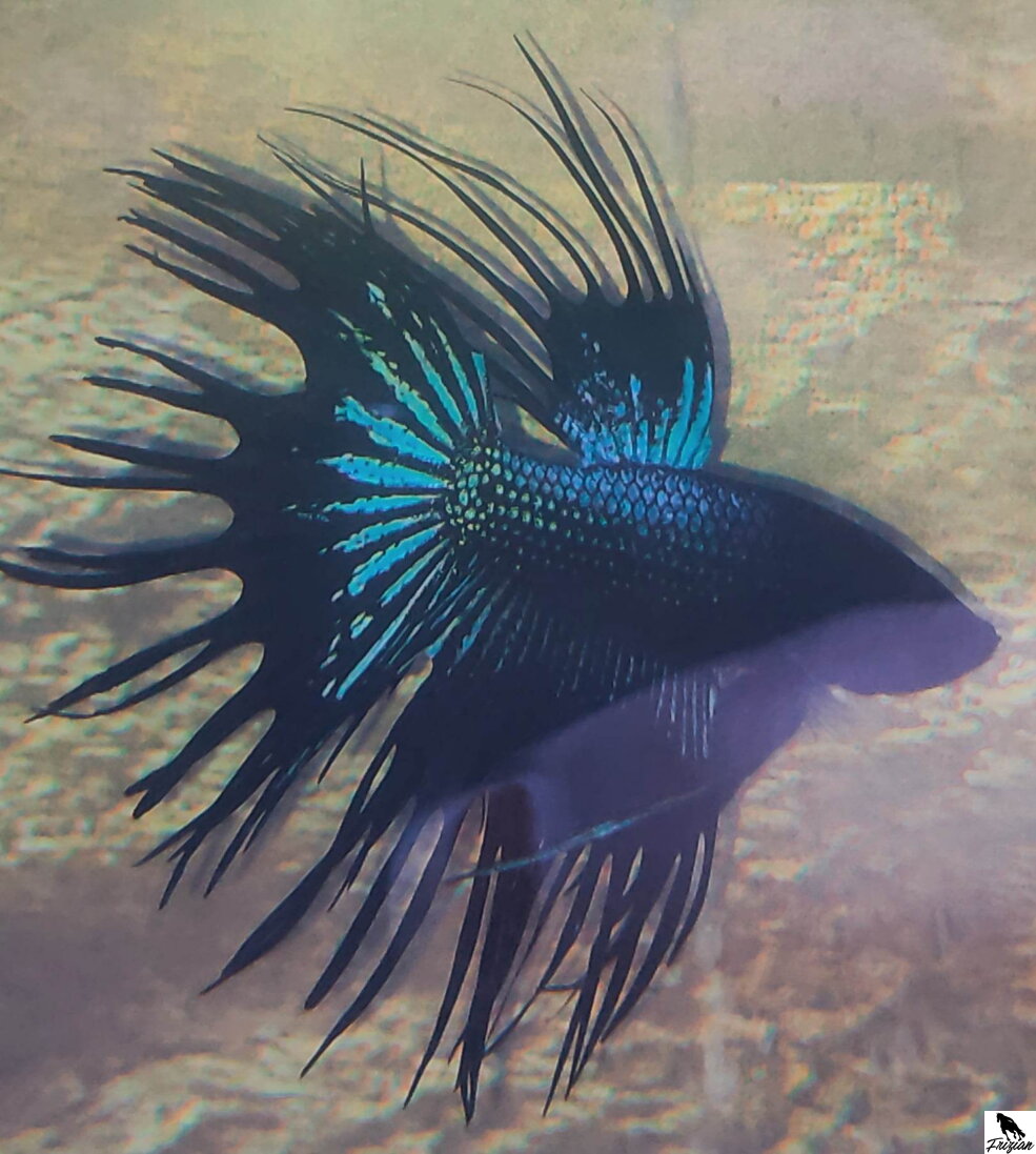 Betta Splendens- Siamská bojovná ryba