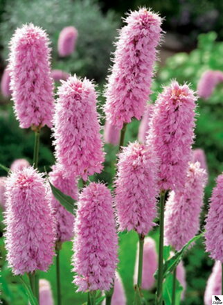  Polygonum bistorta-Hadovník B