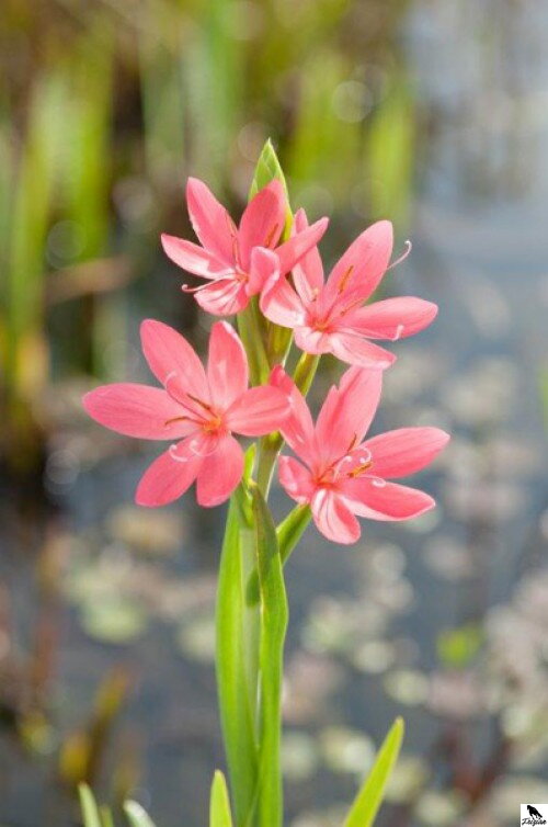  Schizostylis coc. Mrs. Hegarty-Ľalia vodná D