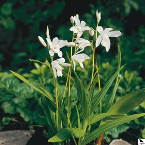 Bletilla striata Alba - japonská vodná orchidea E