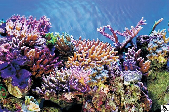 SF DECO POSTER A 120 X 61 CM