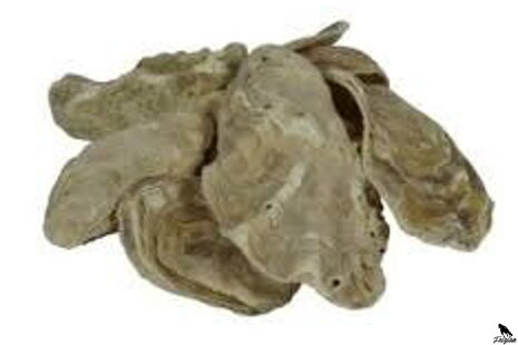 Japonské ustrice do záhradného jazierka