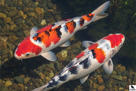 Taisho Sanke Koi